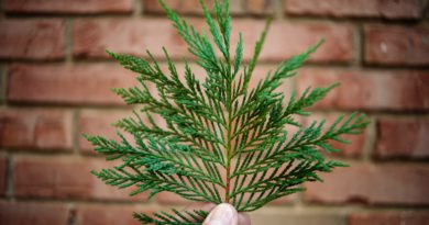 Build a Hanging Cedar Planter Build a Hanging Cedar Planter