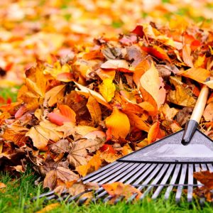 Preparing for Fall