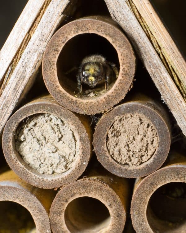 Mason Bees: Your Garden's Best Friends