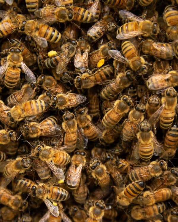 The Buzz About Bees