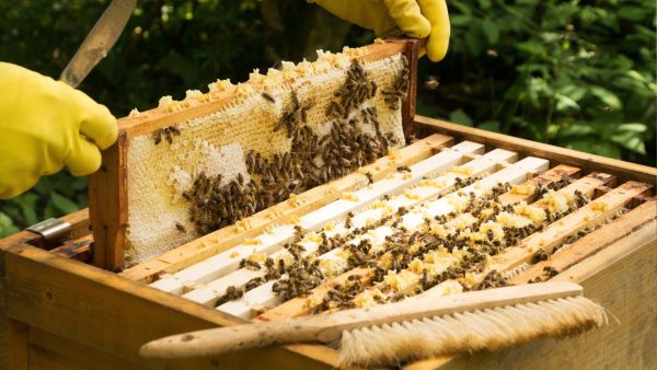 Introduction to Beekeeping - Image 5