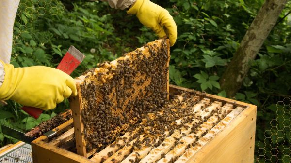 Introduction to Beekeeping - Image 2