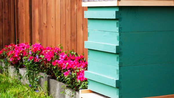 Introduction to Beekeeping - Image 3