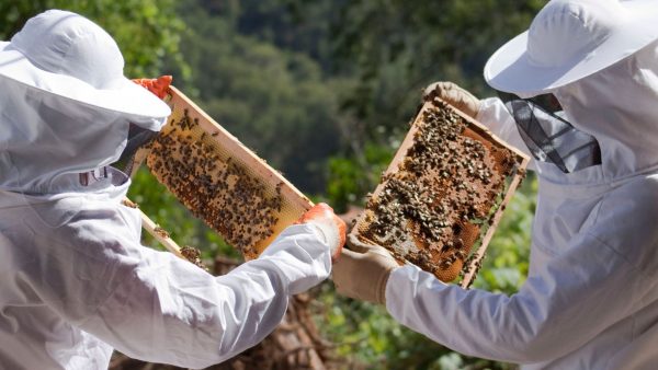 Introduction to Beekeeping - Image 4