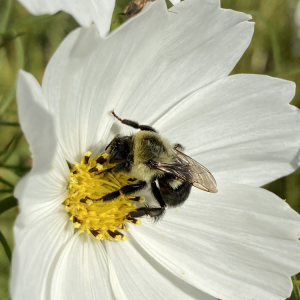 Gardening for Pollinators